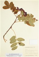 藏品(花楸屬)的圖片